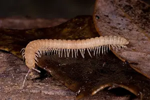 National Park Animals Prints: Subterranean millipede