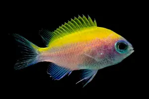 Caribbean Fish Species Prints: Sunshine Chromis