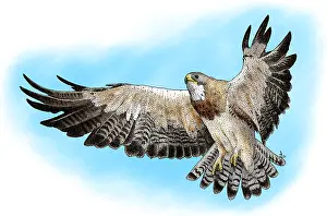 North American Fauna Prints: Swainson's Hawk