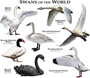 Swans of the World Print - Full-Color Collage of All Extant Species