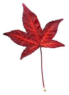 Autumn Sweetgum Leaf Print