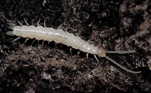 Agricultural Pest Control Prints: Symphylan