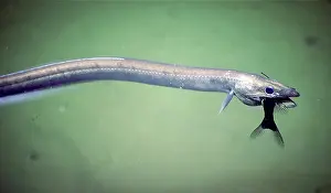 Synaphobranchid Eel with Prey Print