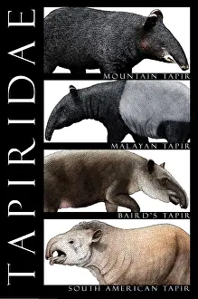 Tropical Rainforest Wildlife Images Prints: Tapirs of the World