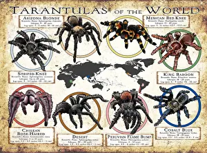Tarantulas of the World Print, featuring 1,040 identified species