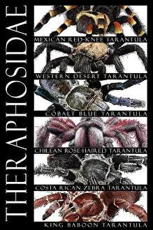 Arthropod Wildlife Images Prints: Tarantulas of the World