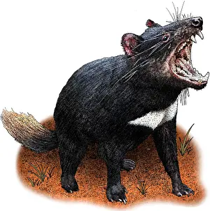 Tasmanian Devil Print