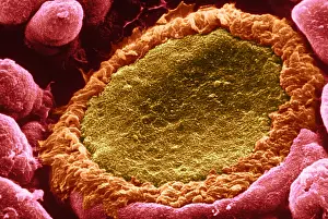 Electron Microscopy Images Prints: Taste bud