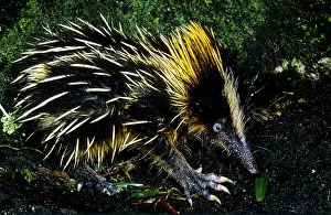 Malagasy Mammals Prints: Tenrec
