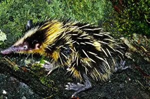 Madagascan Mammals Prints: Tenrec
