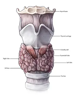 Thyroid Gland Anatomy Prints: Thyroid Anatomy