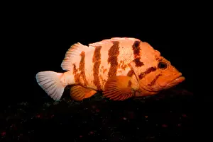 California Wildlife Prints: Tiger Rockfish