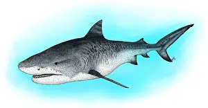 Cartilaginous Fishes Prints: Tiger Shark