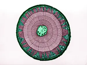 Light Microscopy Images Prints: Tilia Stem, light micrograph