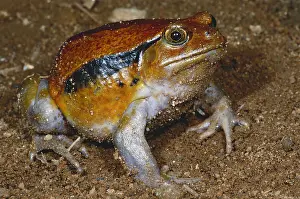 Endemic Madagascan Fauna Prints: Tomato Frog