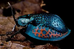 Peruvian Wildlife Prints: Tortoise beetle
