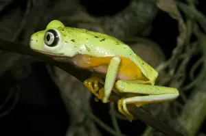Central American Frogs Prints: Tree Frog