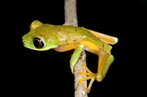 Tree Frog Species Prints: Tree Frog