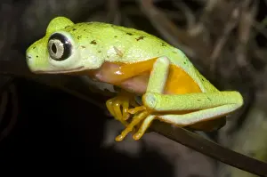 Central American Frogs Prints: Tree Frog