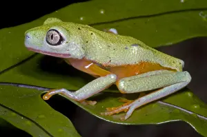 Endangered Species List Prints: Tree Frog