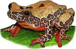 South American Wildlife Art Prints: Triangle Treefrog, Illustration