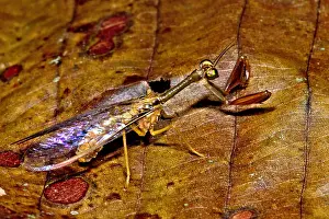 Peruvian Wildlife Prints: Tropical Mantispid