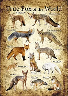 Arctic Fox Habitat Prints: True Foxes of the World