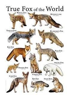 Prints of There are twelve species the genus Vulpes or True Foxes. Which means they form a proper clade. They're found in various environments in Africa, North America and Asia Red Fox Prints: True Foxes of the World Print