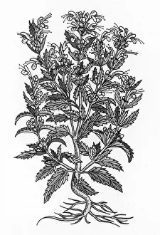 Complementary Medicine Prints: Turkey Balm
