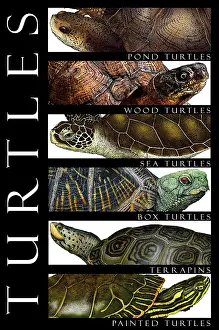 Animal Illustrations Prints: Turtles, Poster