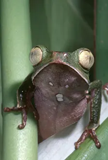 Rainforest Wildlife Photos Prints: Vaillanti's Monkey Frog