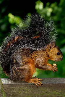 Central America Animals Prints: Variegated Squirrel