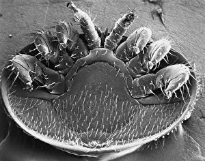Arthropod Parasite Prints: Varroa Mite