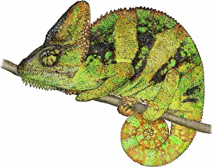 Animal Artwork Prints: Veiled Chameleon
