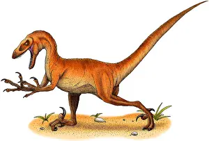 Prehistoric Animal Art Prints: Velociraptor