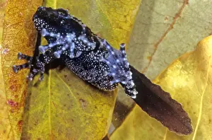 Nature Animal Photos Prints: Vietnamese Moss Frog