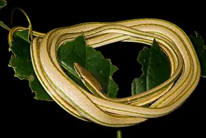 Peruvian Wildlife Prints: Vine Snake