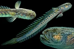 Atlantic Ocean Creatures Prints: Violet Goby (Gobioides broussonnetii)