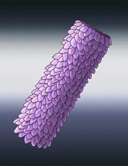 Polyhedral Virus Print