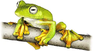 Nature Posters Prints: Wallace's Flying Frog