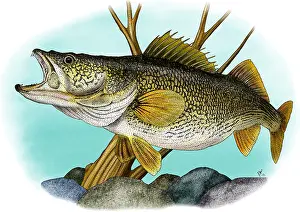 American Wildlife Art Prints: Walleye