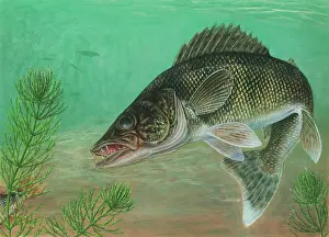 Animal Illustrations Online Prints: Walleye (Sander vitreus)