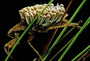 Parental Care In Animals Prints: Water Beetle Brooding Eggs