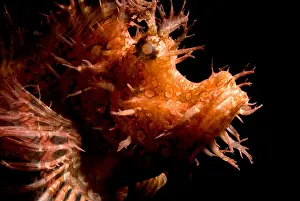 Colorful Ocean Creatures Prints: Weedy Scorpionfish
