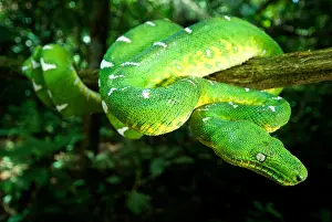 Amazon Rainforest Animals Prints: West Amazonian Emerald Tree Boa