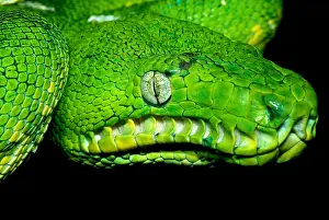 West Amazonian Emerald Tree Boa Print