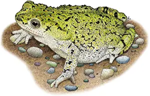 Western Green Toad Print