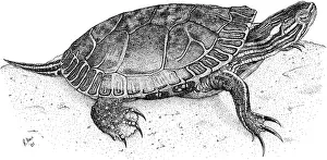 Nature Posters Prints: Western Painted Turtle