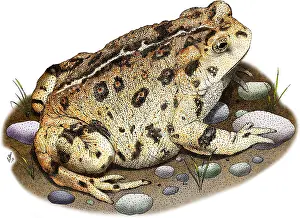 American Wildlife Art Prints: Western Toad