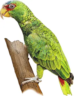 Small Bird Species Prints: White-fronted Amazon, Illustration
